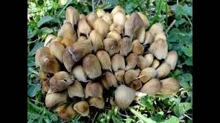 Coprinus  micaceus Vid&eacute;o 367 - 2013