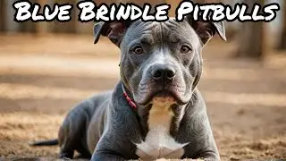 The 5 Essential Things You Need to Know About Blue Brindle Pitbulls