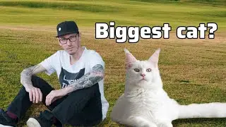 Mind-Blowing Cat Facts You Didn&rsquo;t Know!😯