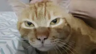 Headgasm (cat version)