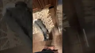 Precious Baby Goat Head Butting Owner&rsquo;s Leg
