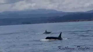 Orca Vocalizations