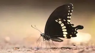 Common Mormon mud-puddling