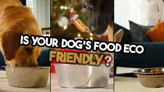 Eco-Friendly Dog Food: A Must-Have for Every Pet Parent!