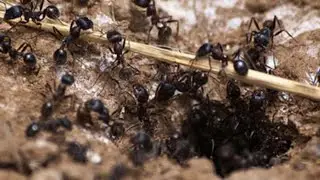 5 Ways To Get Rid Of Ants In Worm Bin/Garden/ Yard