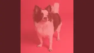 Inspiring Moods for Dog Rewards