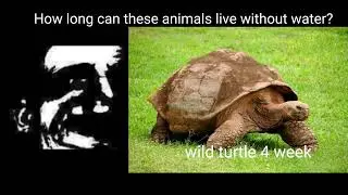How long can these animals live without water?