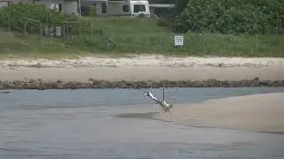 Beach stone-curlews v goanna