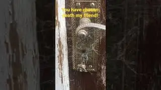 Black Lace Weaver Spider Fails To Kill A House Spider With Dialogue