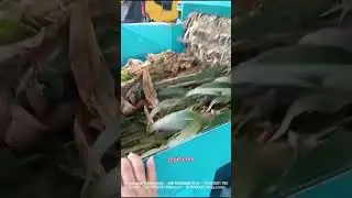 Large corn stalk crusher, industrial composting biomass crusher, large reed crusher