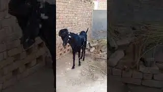 Beetal Goats/Black Beetal Goat/Red Beetal Goat/Long Heighted Goat/Healthy Goats/Cute Goats/Full Size