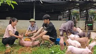 How do veterinarians sterilize male pigs? ( Ep 369 )