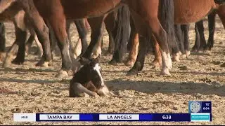BLM to round up more than 500 wild horses and burros from ranges surrounding Spring Mountains