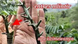 ENTRES KOPI MELINTIR APA ISTIMEWA DAN KELEBIHAN NYA