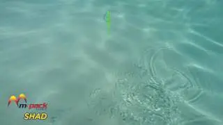 M Pack Shad in Action