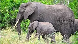 Exploring Uganda's Wildlife Paradise | Queen Elizabeth National Park