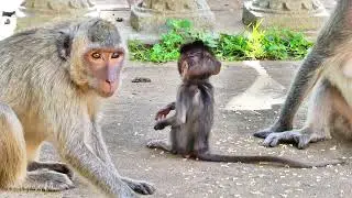 Tiny Baby Monkeys Enjoy Their First Yummy Milk