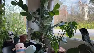 Front Room Window Plants   Zoom Out