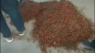 Chili Pepper Color Sorting Machine / Chili Color Sorter ---Whatsapp: +86 18956052563#colorsorter