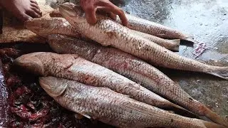 Amazing Big Bela Fish Cutting Skills || Amazing Fish Cutting Video || Fish Video