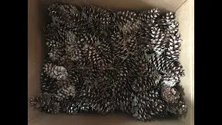 Pine Cone Fire Starters in Top Down Fire Set Up in Jotul f400