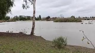 Almaden Lake Park - Jan 2026 