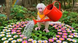 The cute monkey is watering the garden! 🌸💧 The cutest little gardener