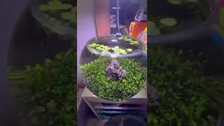 Natural Mosquito control