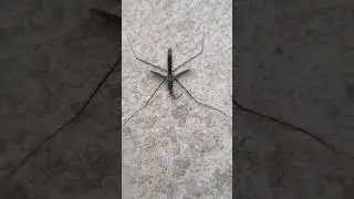 Water striders &ndash; also known as pond skaters, water skippers, Jesus bugs, or water skeeters &ndash;