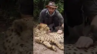 Why Cheetahs 