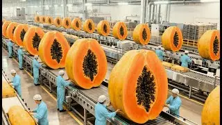 Inside Factory: How Fresh Papayas are Processed into Desserts