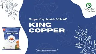 KING COPPER (Copper Oxychloride 50% WP)