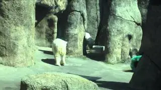 Anxious Polar Bear at Oregon Zoo