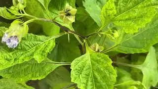 Fruit  physalis     रस भरी  फल