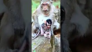 Adorable baby monkey Shiloh, Shiloh so happily