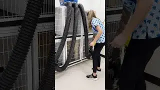 Dog Groomers using the XPOWER Kennel Dryer #petgrooming