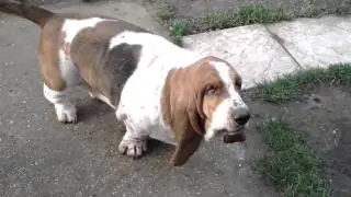 Basset hound Funny morning stretch