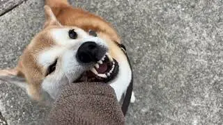 Shiba Inu Delights in Beef Tongue Jerky Gift