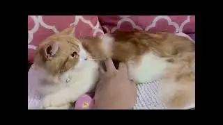 Oyen Manja