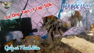 Cận cảnh Bầy C&aacute; &Ocirc;ng Ti&ecirc;n rẻ b&egrave;o nh&egrave;o, đẹp độc tại tiệm c&aacute; cảnh Thanh Li&ecirc;m│YMT63