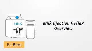 Oxytocin Magic: The Science of Milk Ejection (Let-Down Reflex)