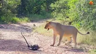 Lioness save the eagle from the hand a black mamba