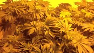 Og kush , Chem Dog , Dna Genetics Kush Dreams