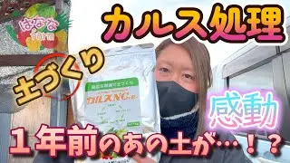 【カルス】今年も土作りします！前年動画との比較で感動…！【1年経った変化】