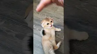 Funny Cat #live #cat #funny #cute