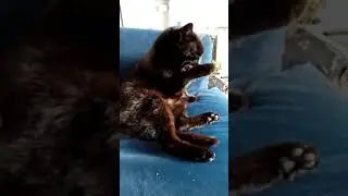 Bear's morning ablutions