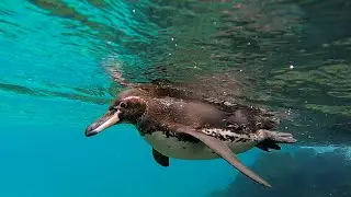 Galap&aacute;gos: Isla Santiago penguin and sea turtle 2021