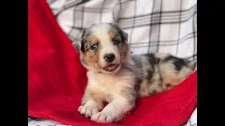 Riverside Ranch Border Collie Puppy Live Stream - Buddy x Willow Feb 2023.