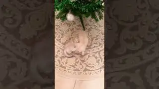 British Kittens Of Cat Kylie #kitten #kyliecatkittens #cat #britishcat #cutecat #christmas #catlover