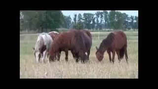 Junghengste auf dem Elfenhof Februar bis August 2015